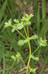 Warty spurge
